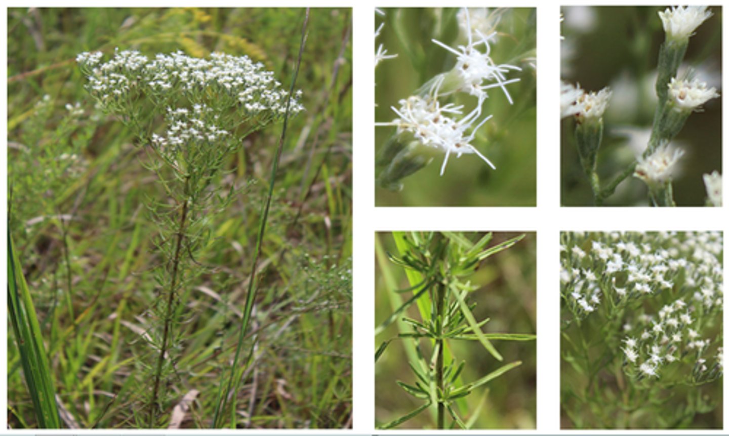 <p>-opposite leaves, family all has heads<br>-actinomorphic<br>-discoid head<br>-compound flowers<br>-look at bracts to differentiate Asters</p>
