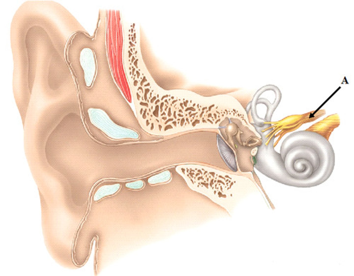 <p>Vestibular part of Vestibulocochlear nerve</p>