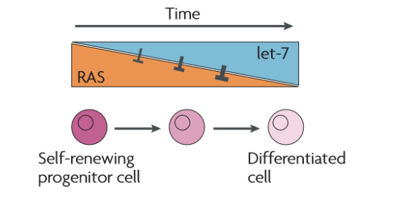 <p>miRNAs modify tissue responsiveness like in the case of let-7. Let-7 expression increases during differentiation, resulting in progressive inhibition of RAS signaling. This enables self-renewal of progenitor cells, but restrains it while cells differentiate.</p>