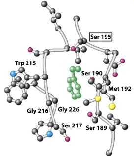 <p>Binds and positions the peptide substrate so that the catalytic triad can work</p>