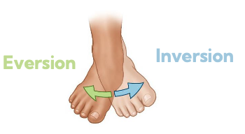 <p>eversion (green) / inversion (blue)</p>