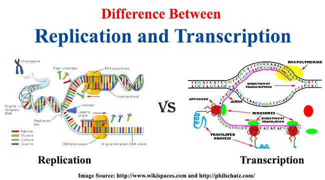 <p><span>Transcription is the process of using a DNA template to create a messenger RNA transcript, while DNA replication is just the process of copying both strands of DNA to make more DNA. Also, DNA replication uses 7 different enzymes, while transcription only uses 1.</span></p>