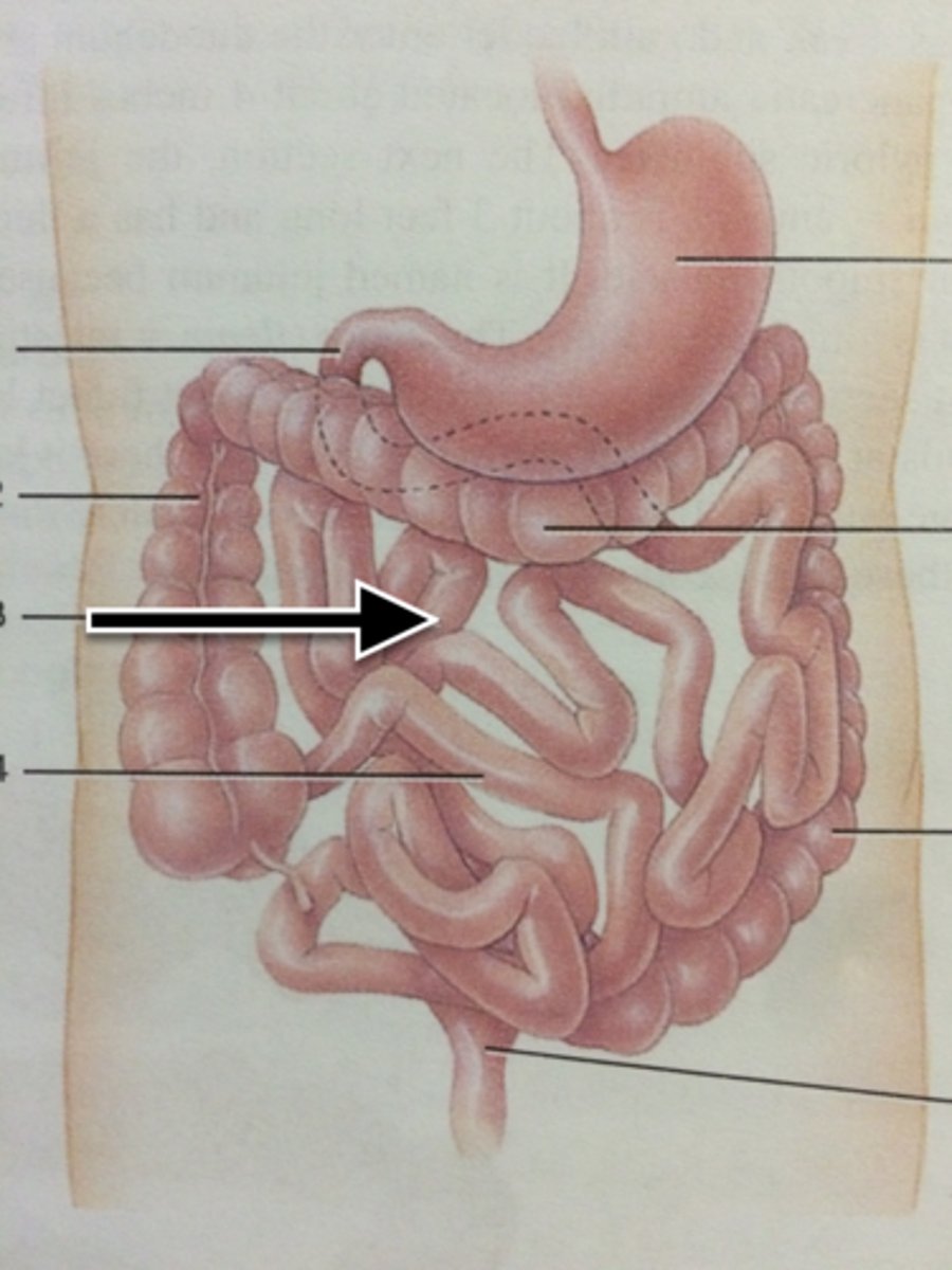 knowt flashcard image