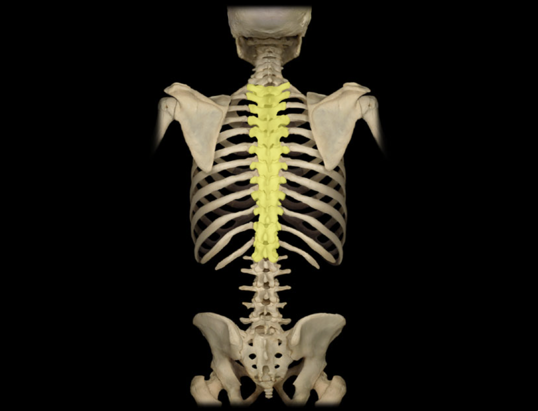 <p>Thoracic vertebra</p>