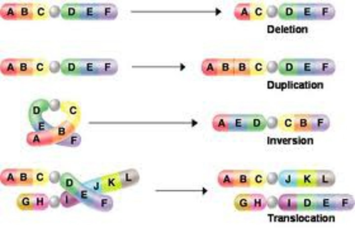 <p>A change in a cell's genetic material</p>