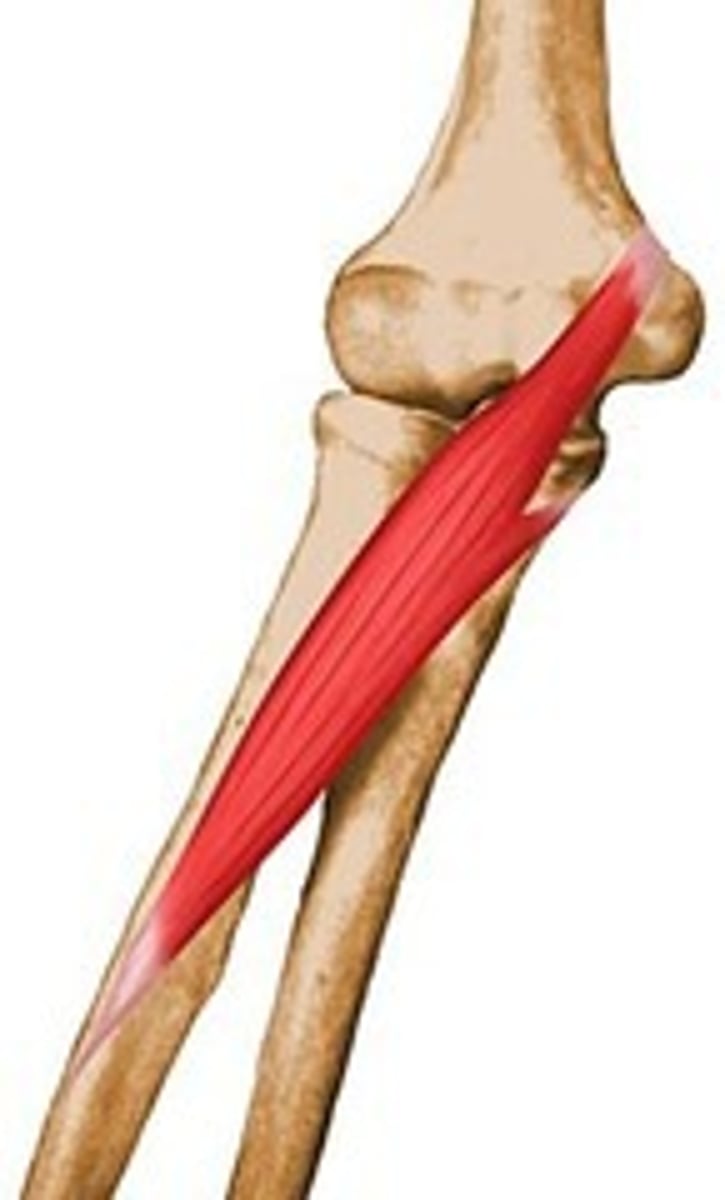 <p>What is the action of the pronator teres muscle?</p>