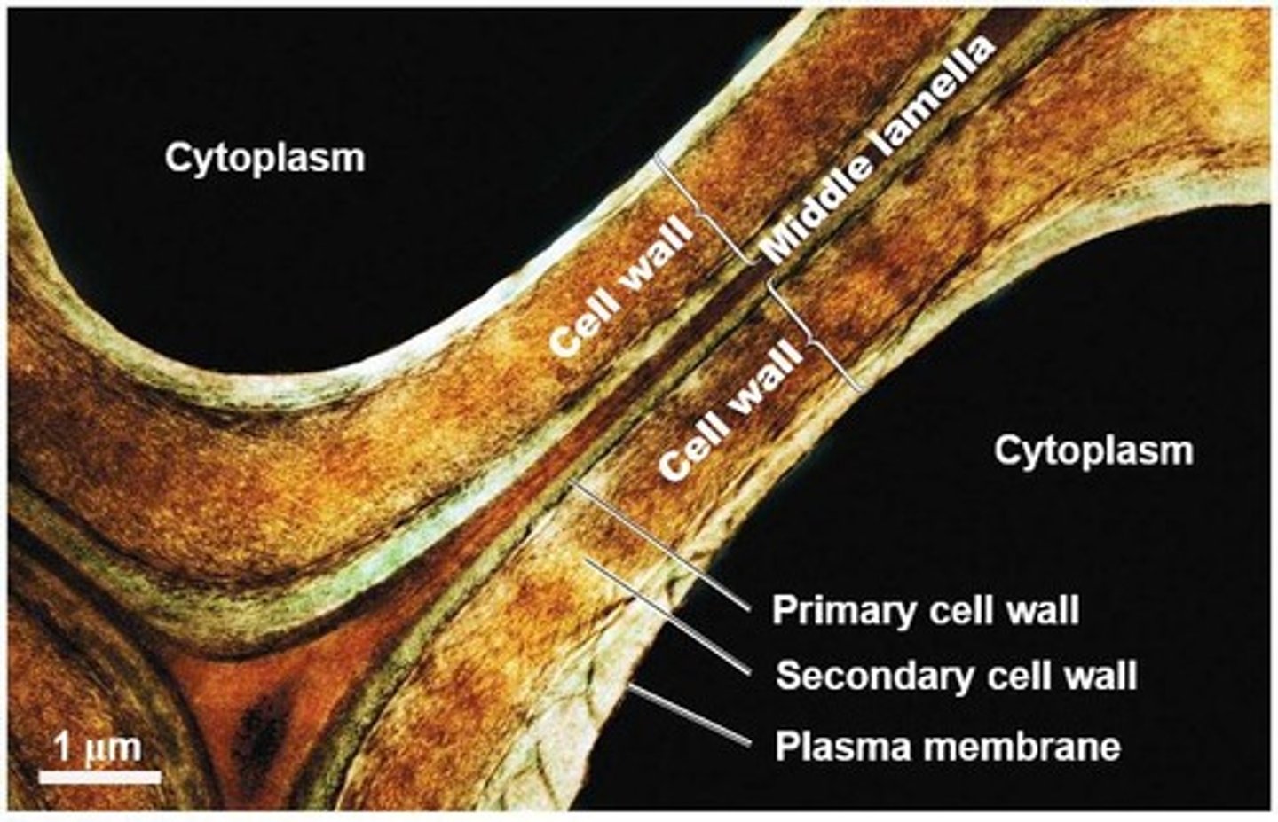 <p>Cytoplasmic threads connecting adjacent plant cells.</p>