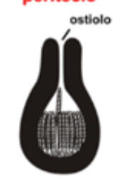 <p>ascocarpo sexual</p>