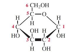 <p>A monosaccharide where the OH on carbon-1 is below the C1 atom.</p>