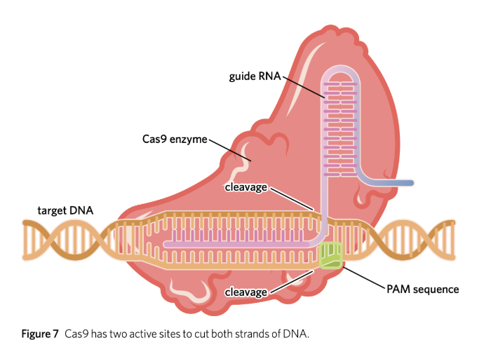 <p><strong>Extermination</strong></p><ul><li><p>CRISPR-Cas9 complex <strong>scans</strong> the call for viral DNA <strong>complementary to</strong> gRNA sequence</p></li><li><p>Upon finding target, Cas9 <strong>cleaves</strong> viral DNA by making a <strong>double-strand break</strong> in the <strong>sugar-phosphate </strong>backbone to <strong>inactivate</strong> the virus</p></li><li><p>After successful cleavage, <strong>new</strong> viral sequences are added to CRISPR array to <strong>protect</strong> bacterium from <strong>future attacks</strong> by the same virus</p></li></ul><p></p>