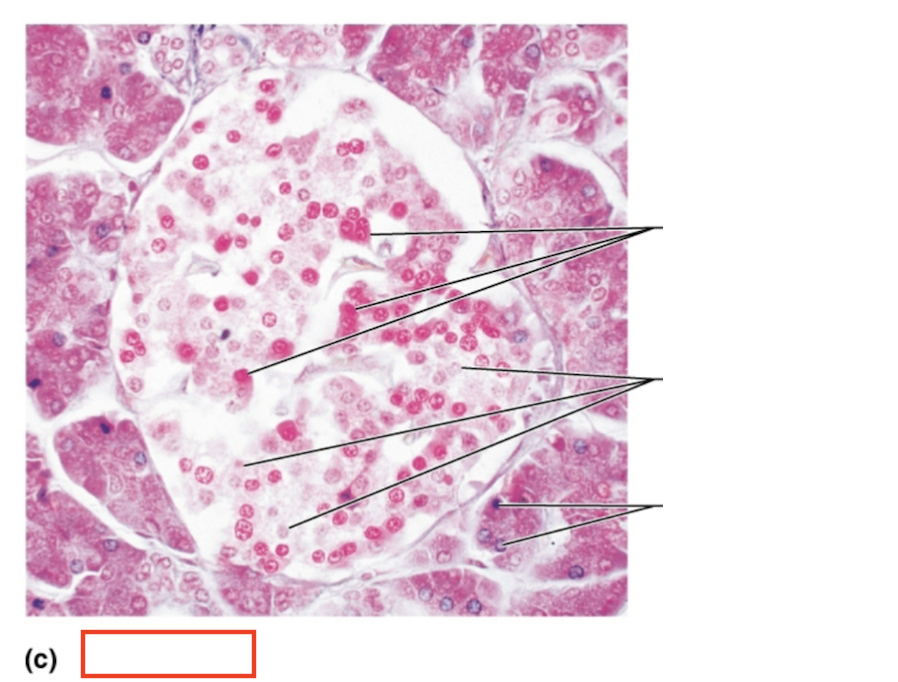 <p>What tissue is shown?</p>