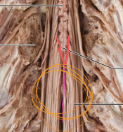 <p>red; end of spinal cord</p>