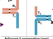 DNA is deleted after break and before translocation happens 
