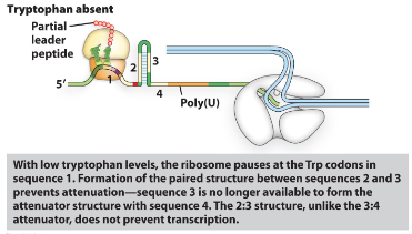 <ul><li><p>Once RNA polymerase starts the mRNA of the leader sequence the ribosome attaches and starts translation. </p></li><li><p>If trp is absent the ribosome will stall at the trp codons (in the first repeat sequence) waiting for the cell to find trp. </p></li><li><p>in the meantime, sequence 2 will bind to sequence 3 and therefore the terminator<br>sequence is not formed and the RNA<br>polymerase will be able to continue to<br>make the mRNA of all the genes (full operon is transcribed)</p></li></ul>