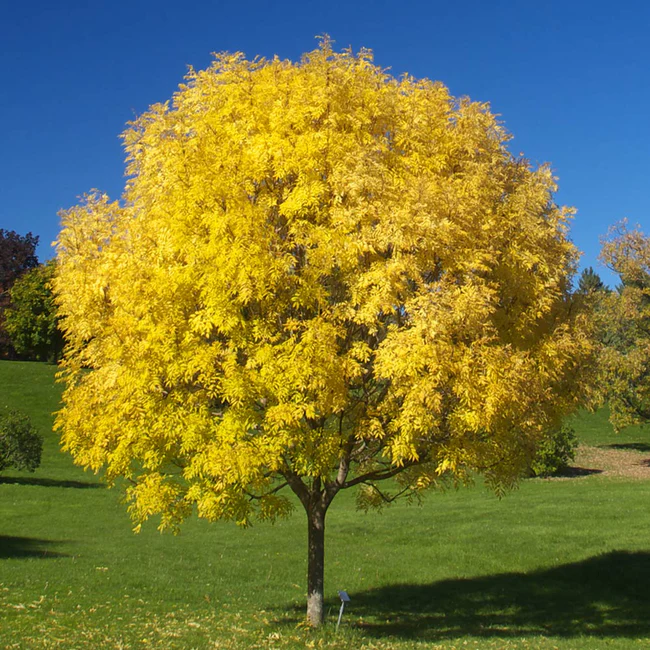 <p><em>Fraxinus pennsylvanica</em></p>