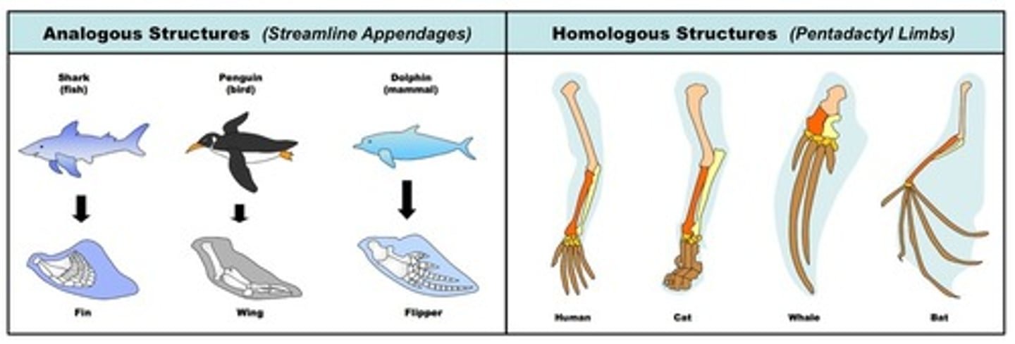 <p>homologous is an organ or bone that is common in different animals and shows descent from a common ancestor.</p><p>Analogous structures are similar in structure but the organisms are not from a common ancestor.</p>