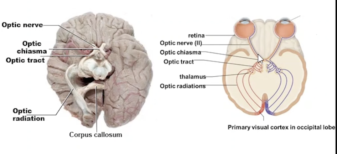 <p>Light Into the Eye</p><ul><li><p>Cornea → Aqueous Humour → Lens → Vitreous Humour → Retina </p><ul><li><p>Photoreceptors of retina create action potential, travelling through Cranial Nerve II - Optic Nerve </p></li></ul></li></ul><p></p><p>Light through the Brain</p><ul><li><p>Optic nerve → Optic chiasma → Optic Tract → Thalamus </p><ul><li><p>→ Optic Radiations to Primary Visual Cortex in the Occipital Lobe</p></li></ul></li></ul><p></p>