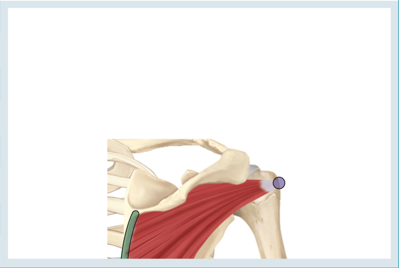 <p>Action : external rotation ( &amp; horizontal abduction ) </p><p>o : infraspinous fossa </p><p>i : greater tuberosity of humerous </p>