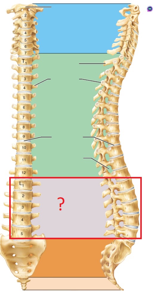 <p>concave, 5</p>