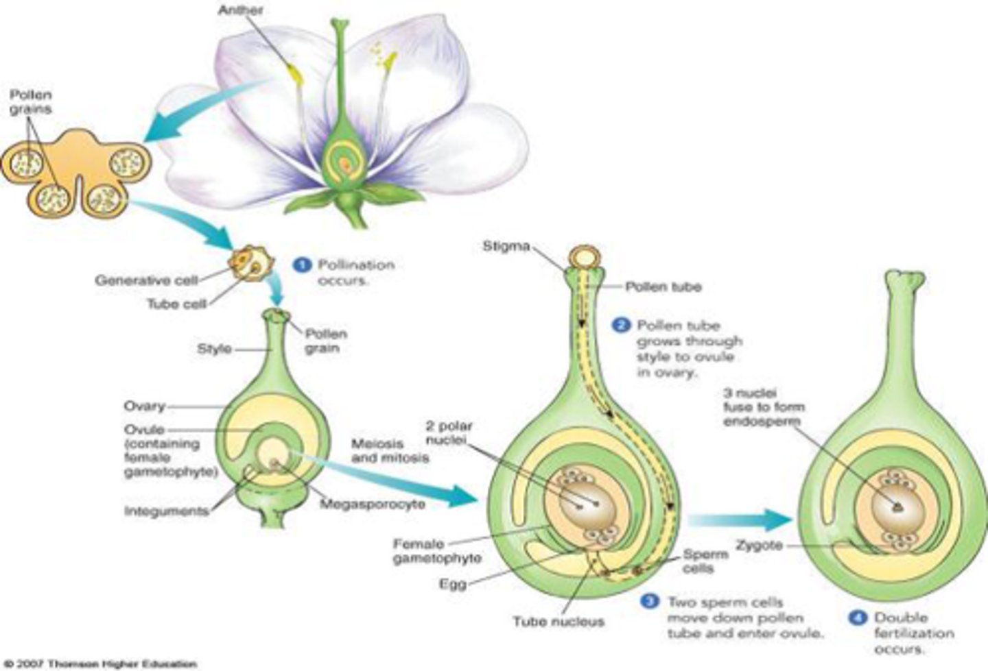 <p>- Pollen grain land on ripe stigma<br>- pollen grain form pollen tube that grows down the style to the ovary<br>- pollen tube gains nutrients from style<br>- pollen tube carries male gamete nucleus. <br>- Gamete enters ovule through micropyle (tiny hole in ovule) <br>- Male gamete fuses with the female to form a zygote</p>