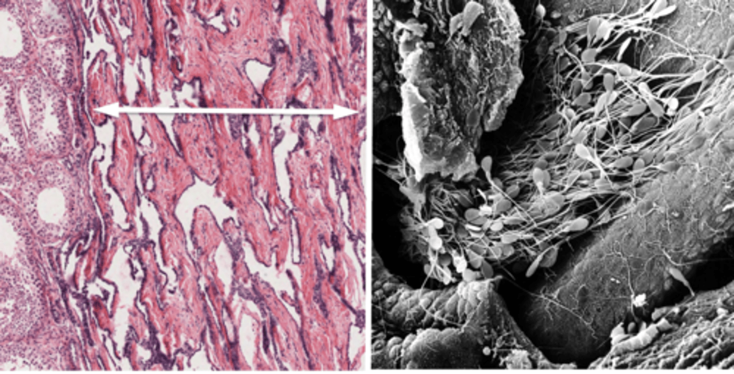 <p>What do these image show?</p>