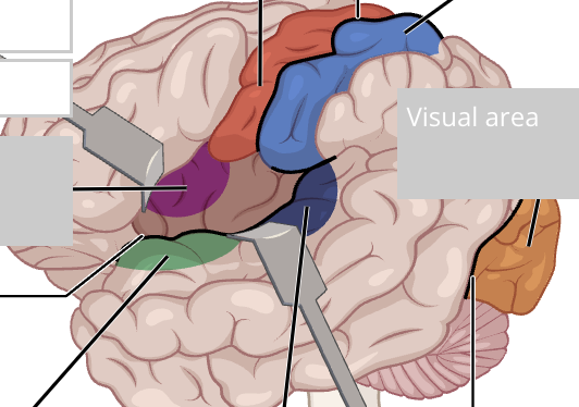 <p>label primary cortical areas of the brain</p>