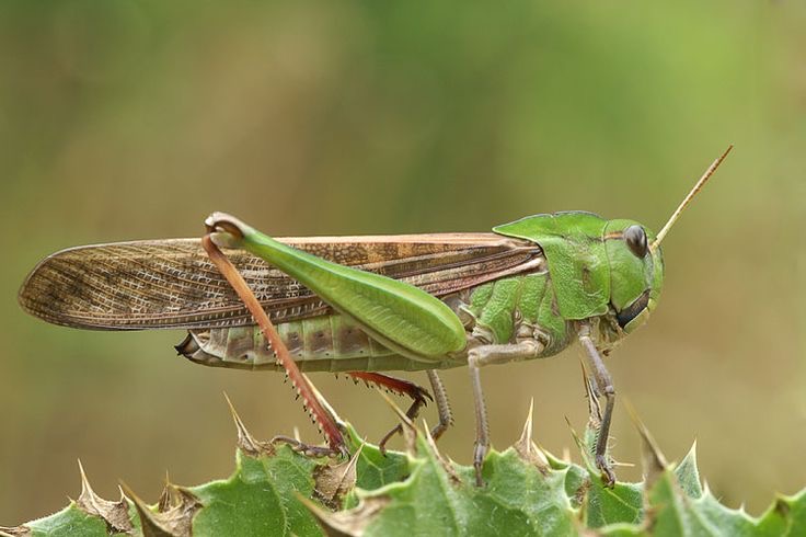 <p>Migratory locust</p>