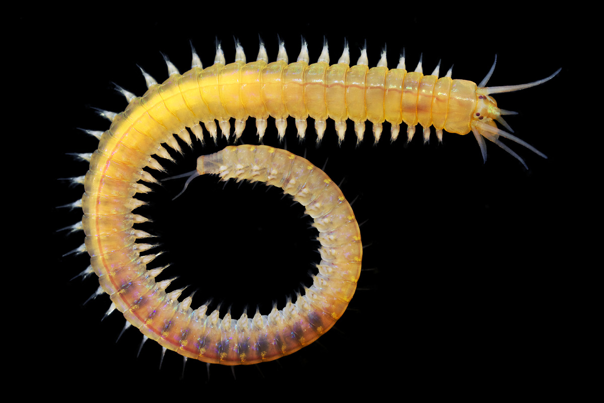 <p>predatory errant polychaetes that hide in burrows and have chitenous jaws on their eversible muscular pharynx</p>