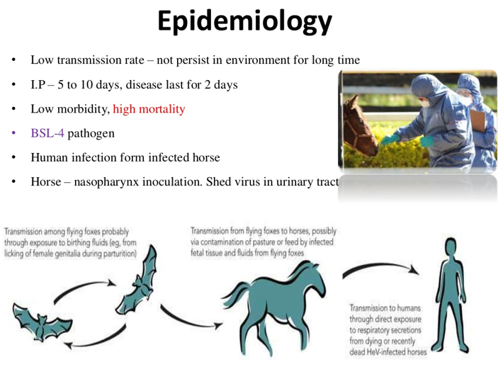 <ul><li><p><span>Hendra Virus (Equine Morbllivirus)</span></p></li><li><p><span>Pteropus sp. </span></p></li><li><p>Level 4</p></li></ul><p></p>