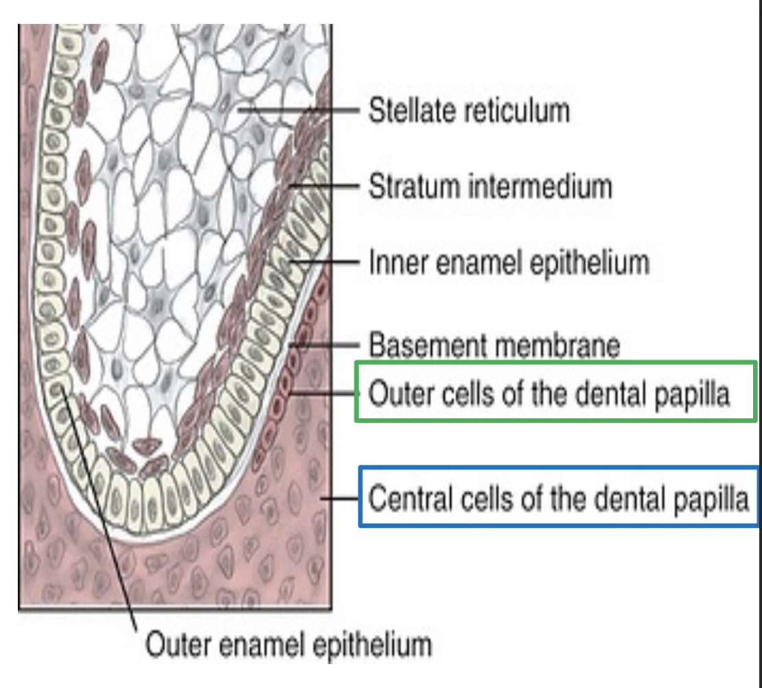 <p>Dental papillae differentiates into outer cells and central cells of dental papilla.</p><ul><li><p><strong>Outer cells</strong> differentiate into <strong>Odontoblasts&nbsp;</strong></p></li><li><p><strong>Central cells</strong> differentiate into the<strong> Primordium of the pulp&nbsp;</strong></p></li></ul><p></p>