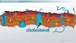 <p>A steroid that forms an essential component of animal cell membranes and acts as a precursor molecule for the synthesis of other biologically important steroids, such as many hormones. </p>