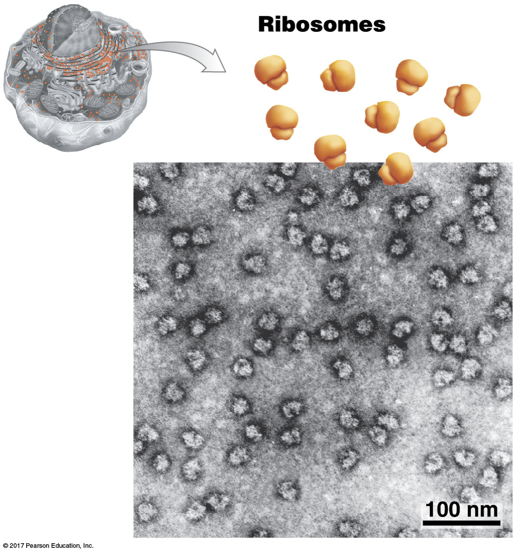 <p>What is the structure and function of ribosomes?</p><p></p>
