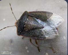 <p>Wing modification involving a thickened wing base and membranous tip</p>