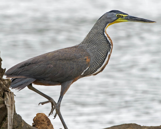 <p>What bird is this?</p>