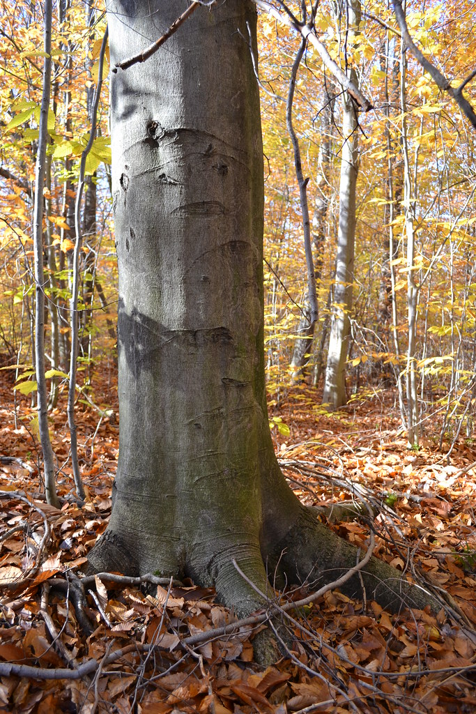 <p>American beech, Fagus grandifolia (Fagaceae)</p>