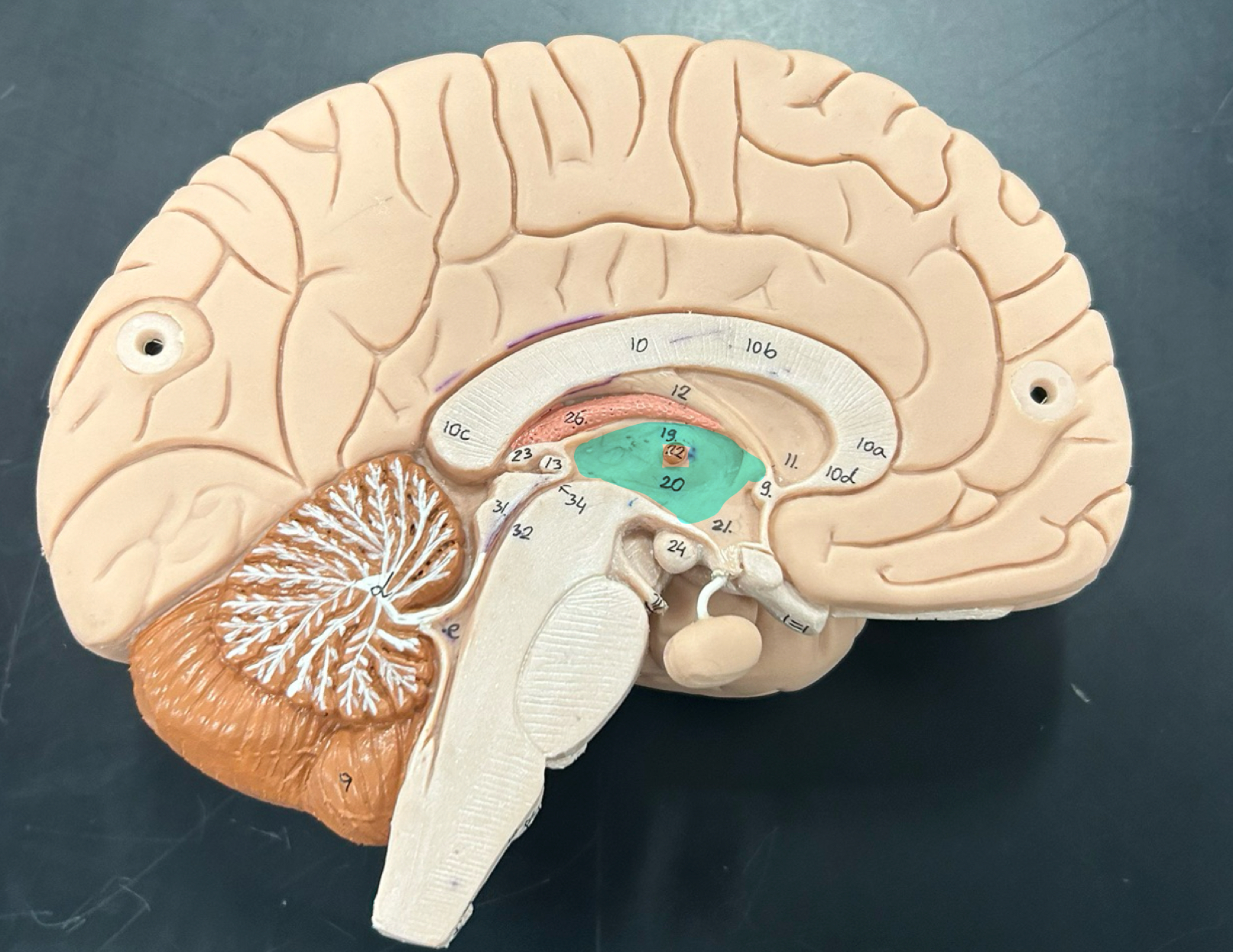 knowt flashcard image