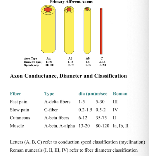 <ol><li><p><strong>Amount of insulation around the axon</strong> - insulation prevents ions from leaking out of the axons and forces ions to move along the axon</p></li><li><p><strong>The diameter of the axon of the afferent neuron</strong> - A larger diameter allows ions to flow unobstructed along the axon (faster conduction)</p></li></ol><p></p>