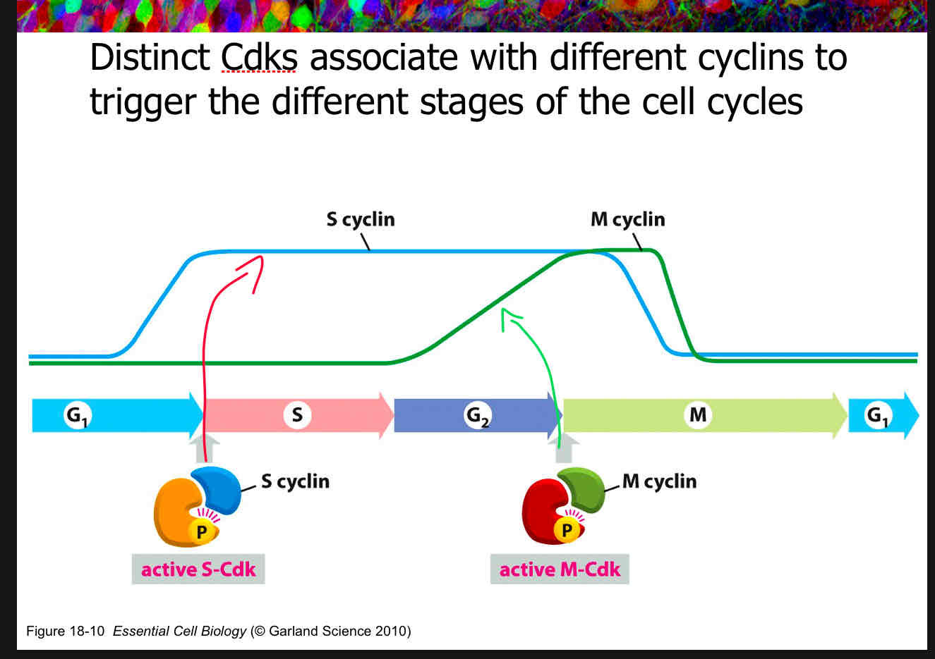 <p>B</p><p>attach slide 12</p>