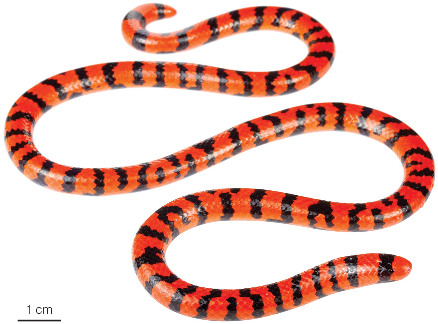 <p><span><span>American pipe snake and false coral snake</span></span></p>