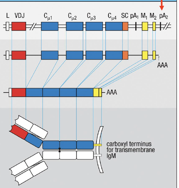 <p>pA2; yellow membrane coding (MC) exons encode a hydrophobic transmembrane domain not present in the orange secretion coding (SC) exon&nbsp;</p>