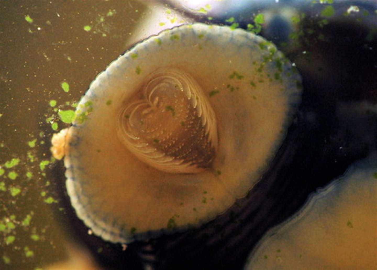 <p>Mollusca, a feeding structure. Has tiny teeth used to scrape food off of a surface.</p>