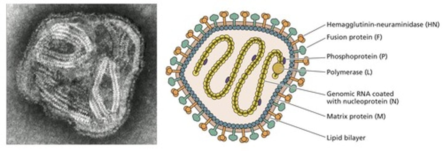 <p>Paramyxoviridae family.</p>