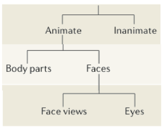<p>divisions and hierarchies in the ventral visual cortex (IT)</p><ul><li><p>the large the category, the more amount of brain area is devoted to it</p><ul><li><p>smaller category, smaller amount of brain area</p></li></ul></li><li><p><strong>superordinate </strong></p><ul><li><p>min. 1cm</p></li><li><p>more abstract</p></li></ul></li><li><p><strong>basic</strong></p><ul><li><p>big component parts, ranging from few mm to cm</p></li><li><p>more concrete</p></li></ul></li><li><p><strong>subordinate </strong></p><ul><li><p>complex features</p></li><li><p>max 1 mm. and distributed </p></li></ul></li></ul><p></p>