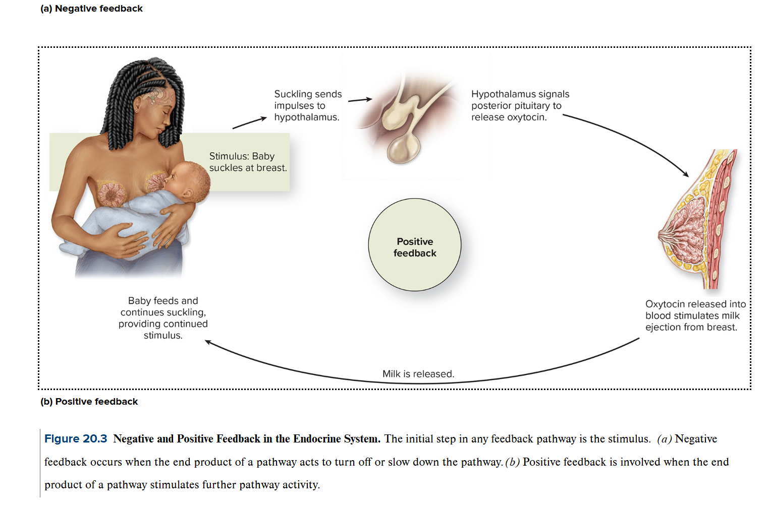 <p></p><p>Positive feedback is involved when the end product of a pathway stimulates further pathway activity.</p>