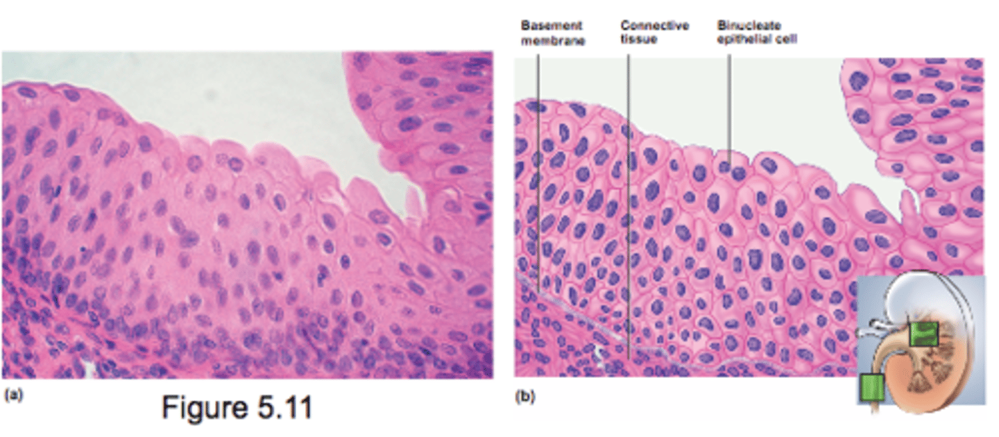 <p>- multilayered</p><p>- sufrace cells change from round to flat when stretched</p><p>- urinary tract only (bladder)</p>