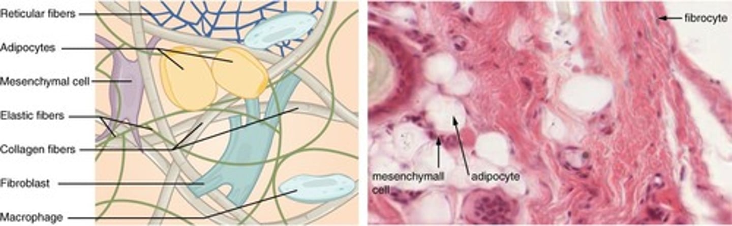 <p>Supports, binds, and protects other tissues.</p>