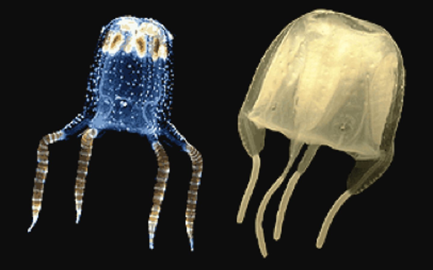 <p>Phylum: Cnidaria</p><p>Class: Cubozoa</p><p>Common name: Box jellyfish</p>