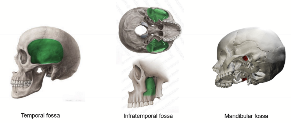 <ul><li><p>Temporal fossa </p></li><li><p>Infratemporal fossa </p></li><li><p>mandibular fossa</p></li></ul><p></p>