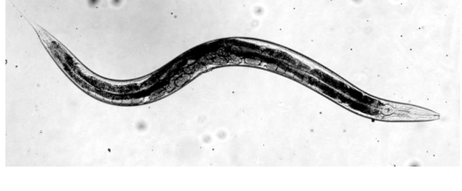<p>Nematodes, or roundworms, are abundant ecdysozoans found in many environments, with some species being common parasites. They are unsegmented and have a consistent shape due to their internal structure. Their muscles run lengthwise (longitudinal only), causing a whip-like movement. Nematodes are <strong>pseudocoelomates</strong> and lack circulatory and respiratory systems; their pseudocoelom helps with these functions and serves as a hydrostatic skeleton. Males are usually smaller than females and can be identified by structures like <strong>copulatory bursae or spicules</strong>, used in internal fertilization.</p>
