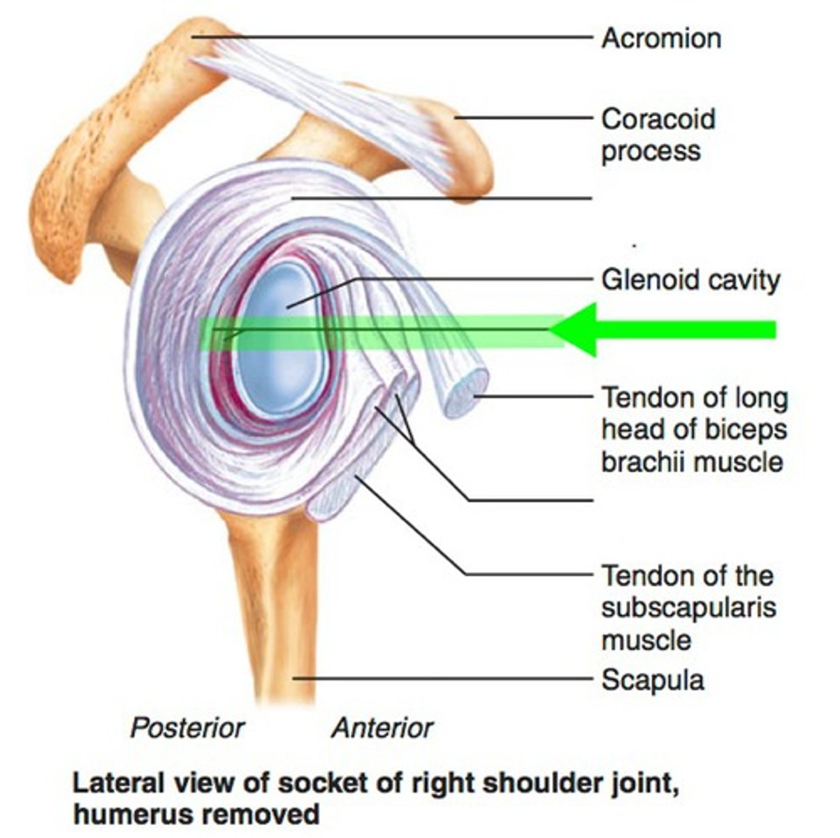 <p>What structure is shown?</p>